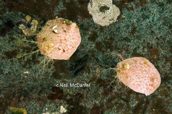 Photo of Psolidium bidiscum by <a href="http://www.seastarsofthepacificnorthwest.info/">Neil McDaniel</a>
